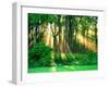 Sunbeams Through the Trees-null-Framed Photographic Print