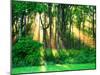 Sunbeams Through the Trees-null-Mounted Photographic Print