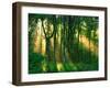 Sunbeams Through the Trees-null-Framed Photographic Print