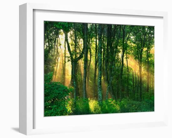 Sunbeams Through the Trees-null-Framed Photographic Print