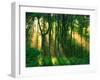 Sunbeams Through the Trees-null-Framed Photographic Print