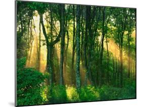 Sunbeams Through the Trees-null-Mounted Photographic Print