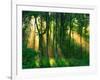 Sunbeams Through the Trees-null-Framed Photographic Print