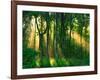 Sunbeams Through the Trees-null-Framed Photographic Print