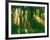 Sunbeams Through the Trees-null-Framed Photographic Print