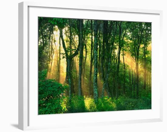 Sunbeams Through the Trees-null-Framed Photographic Print