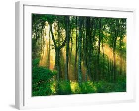 Sunbeams Through the Trees-null-Framed Photographic Print