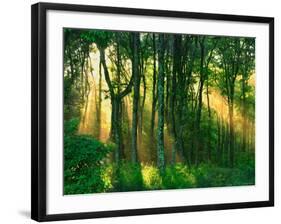 Sunbeams Through the Trees-null-Framed Photographic Print