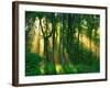 Sunbeams Through the Trees-null-Framed Photographic Print