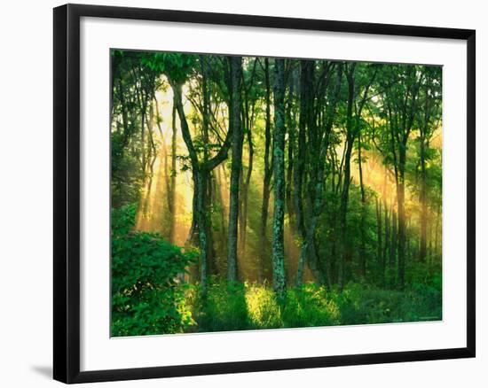 Sunbeams Through the Trees-null-Framed Photographic Print