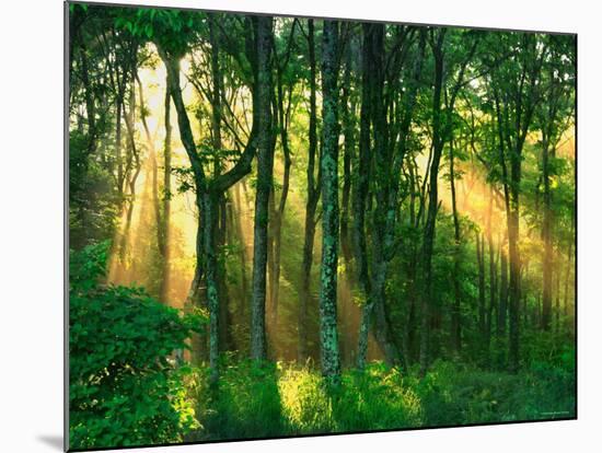 Sunbeams Through the Trees-null-Mounted Photographic Print