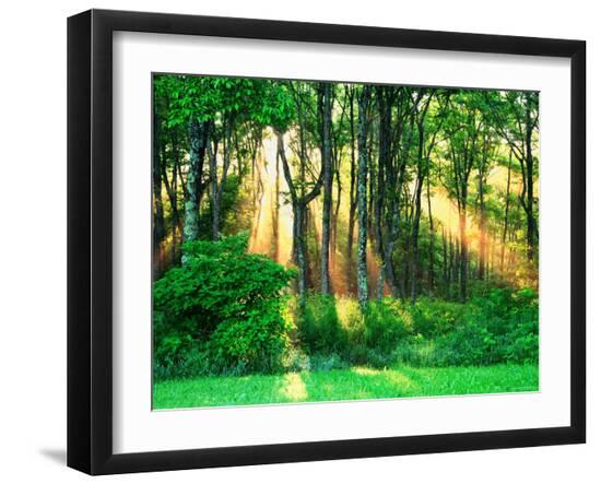 Premium Photographic Print, , large