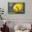 Sunblest Choice Melons-Carol-Art Print displayed on a wall