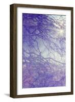 Sunbreak Through Branches, Awahnee Meadow-Vincent James-Framed Photographic Print