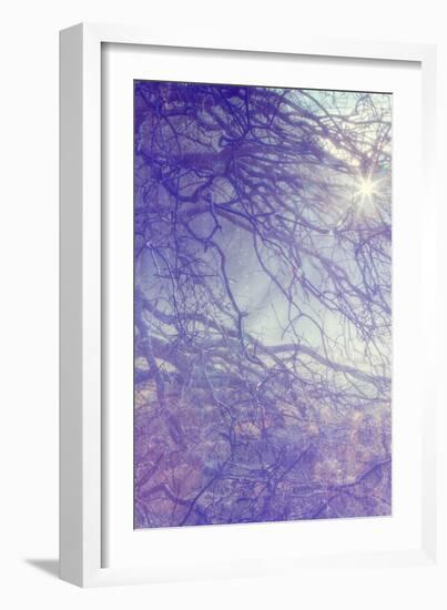Sunbreak Through Branches, Awahnee Meadow-Vincent James-Framed Photographic Print
