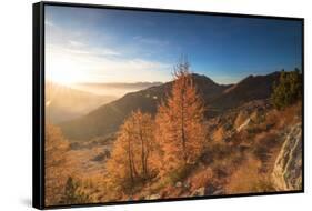 Sunburst on colorful larches during fall season, Alpe Arcoglio Valmalenco, Valtellina-Roberto Moiola-Framed Stretched Canvas