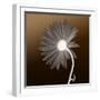 Sunburst Petals (Brown Background)-null-Framed Photographic Print