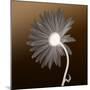 Sunburst Petals (Brown Background)-null-Mounted Photographic Print