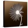 Sunburst Petals (Brown Background)-null-Stretched Canvas