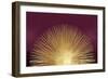 Sunburst Rising on Burgundy-Abby Young-Framed Art Print