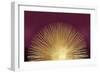 Sunburst Rising on Burgundy-Abby Young-Framed Art Print