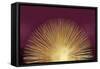 Sunburst Rising on Burgundy-Abby Young-Framed Stretched Canvas