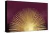 Sunburst Rising on Burgundy-Abby Young-Stretched Canvas