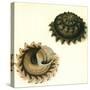 Sunburst Star Shell, 1789-null-Stretched Canvas