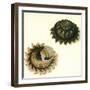 Sunburst Star Shell, 1789-null-Framed Giclee Print