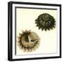 Sunburst Star Shell, 1789-null-Framed Giclee Print