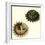 Sunburst Star Shell, 1789-null-Framed Giclee Print