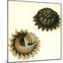 Sunburst Star Shell, 1789-null-Mounted Giclee Print