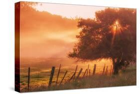 Sunburst Tree, Sunrise in Petaluma, Sonoma Valley, California-Vincent James-Stretched Canvas