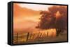 Sunburst Tree, Sunrise in Petaluma, Sonoma Valley, California-Vincent James-Framed Stretched Canvas