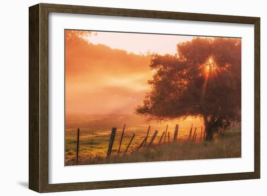 Sunburst Tree, Sunrise in Petaluma, Sonoma Valley, California-Vincent James-Framed Photographic Print