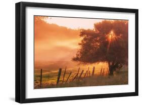 Sunburst Tree, Sunrise in Petaluma, Sonoma Valley, California-Vincent James-Framed Photographic Print