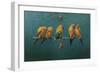 Sunconures-Michael Jackson-Framed Giclee Print