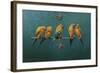 Sunconures-Michael Jackson-Framed Giclee Print