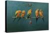 Sunconures-Michael Jackson-Stretched Canvas