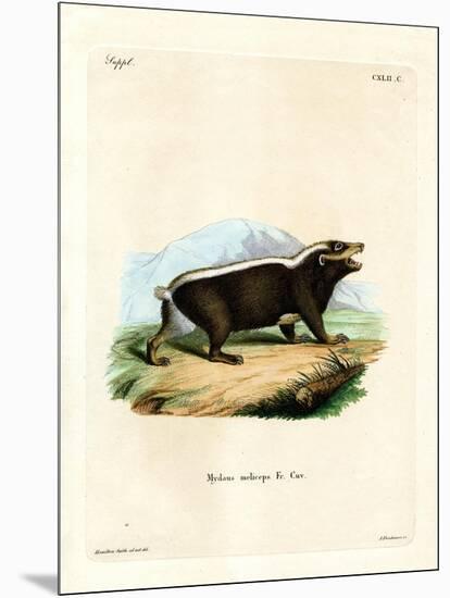 Sunda Stink Badger-null-Mounted Giclee Print