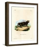 Sunda Stink Badger-null-Framed Giclee Print