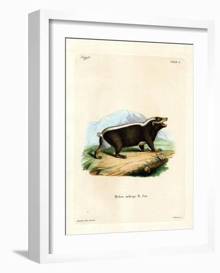 Sunda Stink Badger-null-Framed Giclee Print