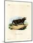 Sunda Stink Badger-null-Mounted Giclee Print