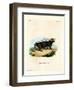 Sunda Stink Badger-null-Framed Premium Giclee Print
