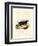 Sunda Stink Badger-null-Framed Premium Giclee Print