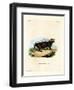 Sunda Stink Badger-null-Framed Premium Giclee Print