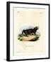 Sunda Stink Badger-null-Framed Giclee Print