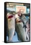 Sunday Fish Market at Vieux Port-Nico Tondini-Framed Stretched Canvas