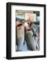 Sunday Fish Market at Vieux Port-Nico Tondini-Framed Photographic Print