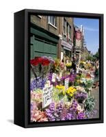 Sunday Flower Market, Columbia Road, London, England, United Kingdom-Lousie Murray-Framed Stretched Canvas